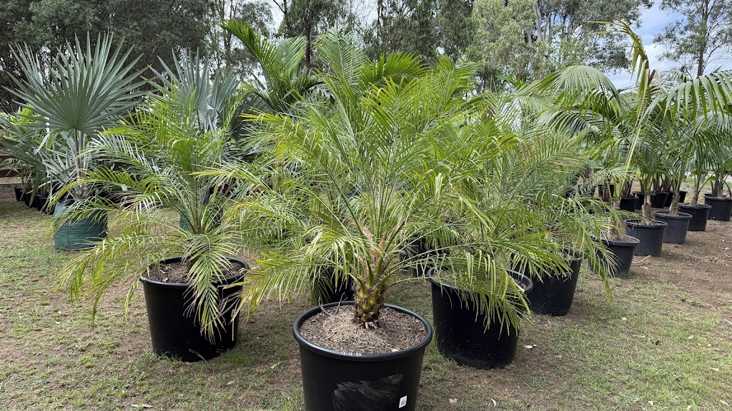 Tropical Living Nursery | 470 Menangle Rd, Menangle NSW 2568, Australia | Phone: 0423 253 500