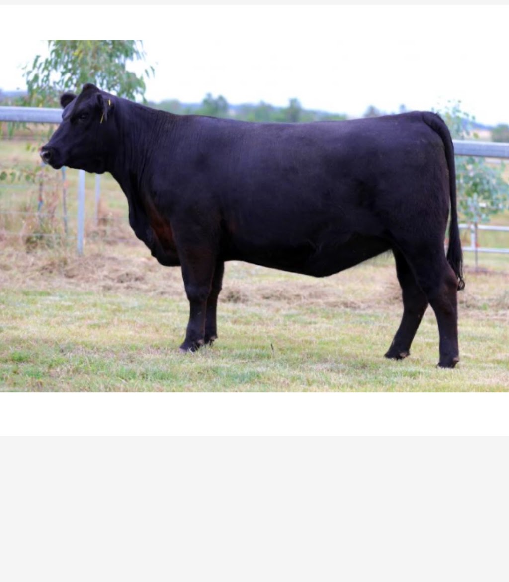 Petandra Angus | 622 The Bucketts Way, Stroud Road NSW 2415, Australia | Phone: 0400 349 966