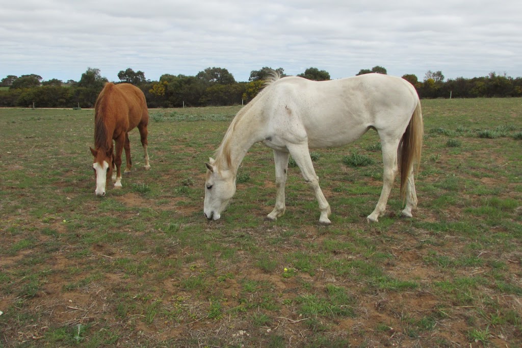 Windamere Horse Haven Associated Incorporated |  | 589 Burfords Hill Rd, Mount Torrens SA 5244, Australia | 0434944194 OR +61 434 944 194