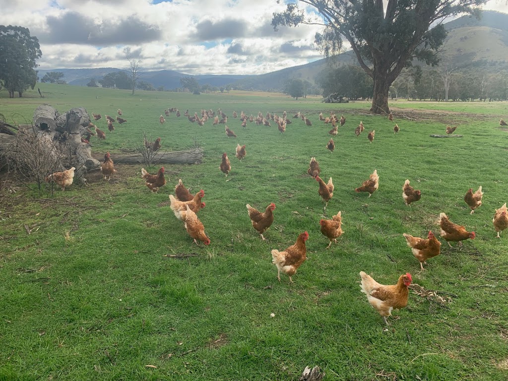 GREENMANTLE VALLEY PASTURED EGGS | food | 2198 Greenmantle Rd, Bigga NSW 2583, Australia | 0408428001 OR +61 408 428 001