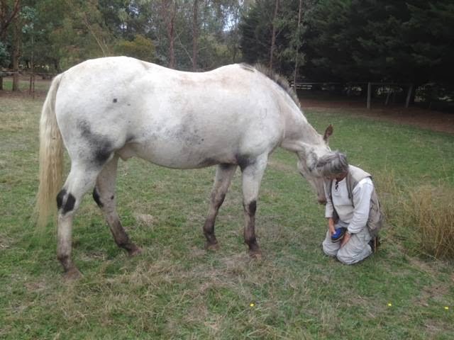 Equine Insight Inc | health | 612 Black Range Rd, Romsey VIC 3434, Australia | 0400224174 OR +61 400 224 174