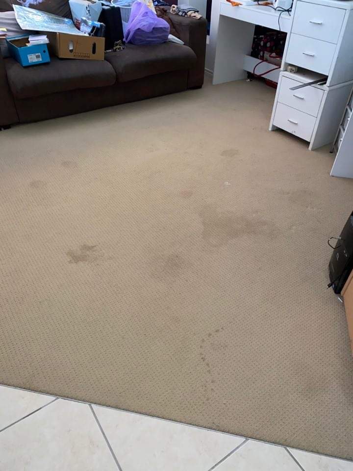 Coastlyfe Carpet Cleaning | 34 Homestead Dr, Little Mountain QLD 4551, Australia | Phone: 0437 216 283
