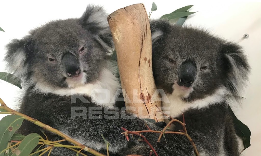 KOALA RESCUE |  | Osterley Ave, Bridgewater SA 5155, Australia | 0474737283 OR +61 474 737 283