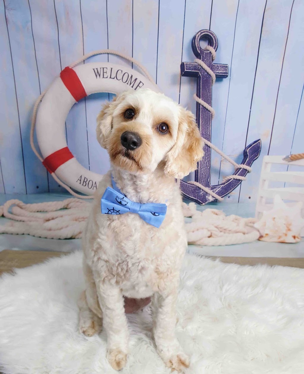 Jeeps Dog Grooming (Glenroy) | 127 Outlook Dr, Glenroy VIC 3046, Australia | Phone: 0432 289 265