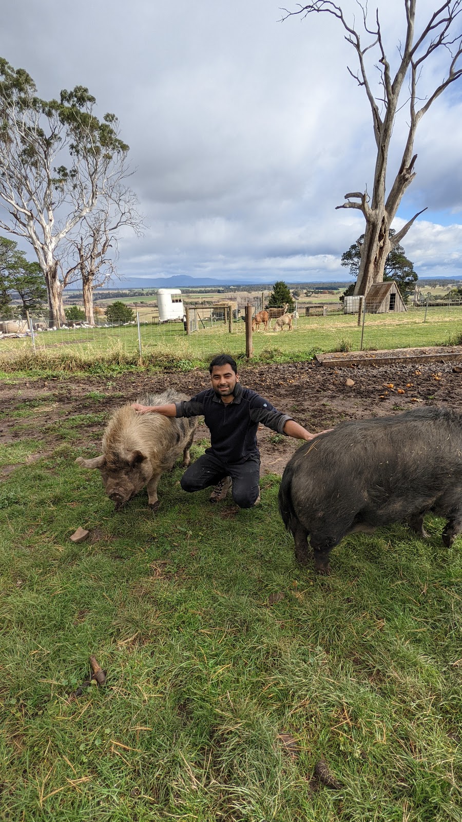 Big ears Animal Sanctuary | 31 Norwich Dr, Longford TAS 7301, Australia | Phone: 0488 094 210