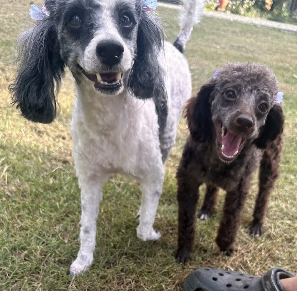 Sirrandi poodles and oodles | Mount Tarampa Rd, Mount Tarampa QLD 4311, Australia | Phone: 0489 020 024