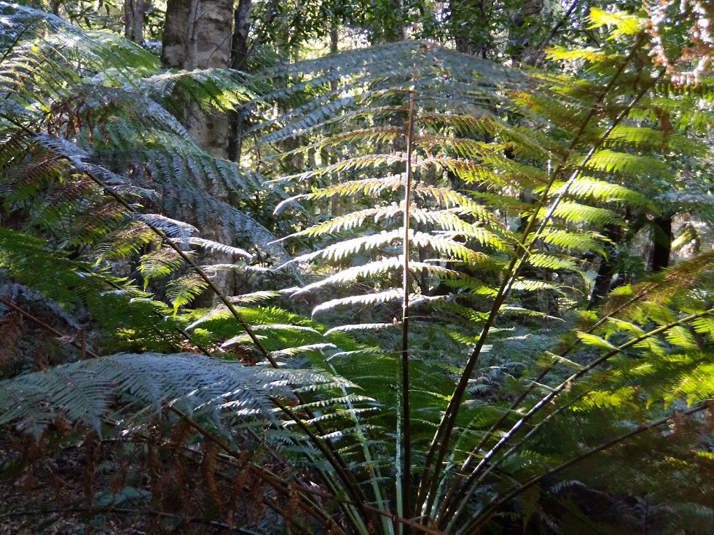 Cathedral of Ferns | park | Mount Irvine Rd, Mount Wilson NSW 2786, Australia