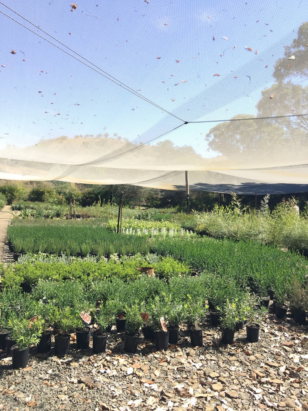 Mole Station Native Nursery | LOT 11 Mole River Rd, Mole River NSW 2372, Australia, LOT 11 Mole River Rd, Mole River NSW 2372, Australia | Phone: (02) 6737 5429