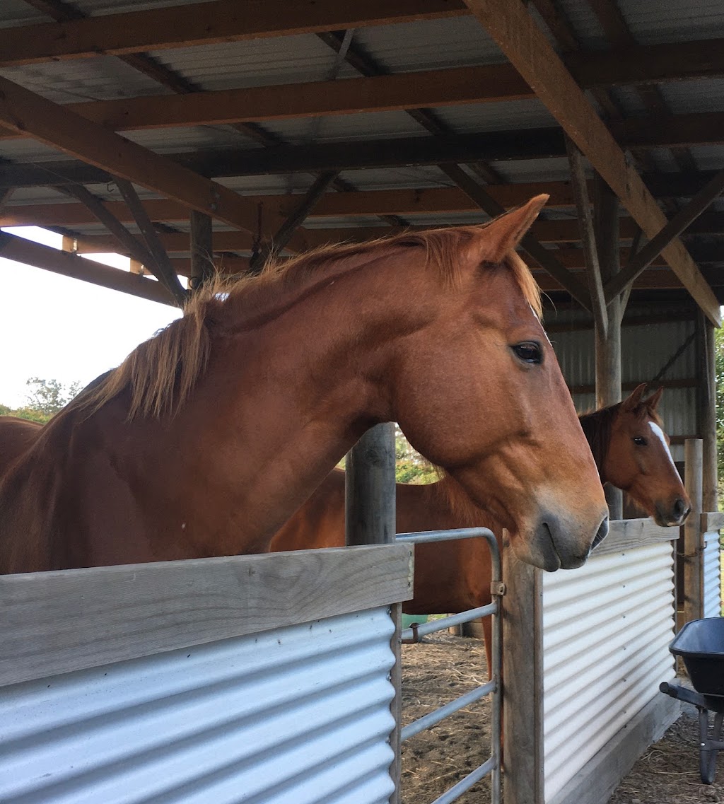 Equine Connection and Direction | Hatfield Rd, Eumundi QLD 4562, Australia | Phone: 0411 509 009