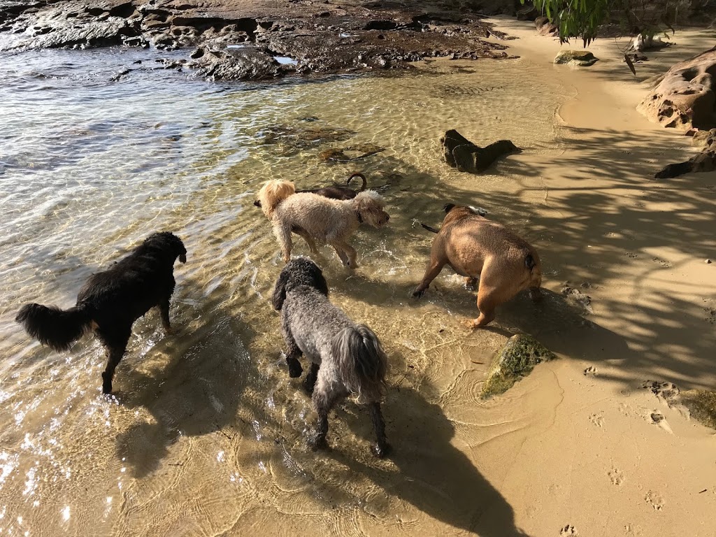 Paws To The Park |  | 17 Plateau Rd, Collaroy Plateau NSW 2097, Australia | 0420637815 OR +61 420 637 815