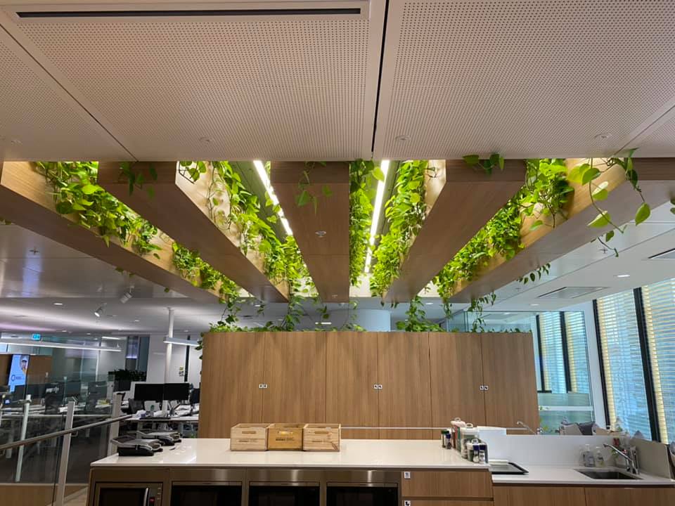 TLC Works and TLC Indoor Gardens | 603-613 Londonderry Rd, Londonderry NSW 2753, Australia | Phone: 1300 852 360