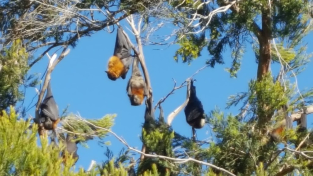 Fruit Bat Colony | zoo | LOT 7002 Maitland Rd, Cessnock NSW 2325, Australia