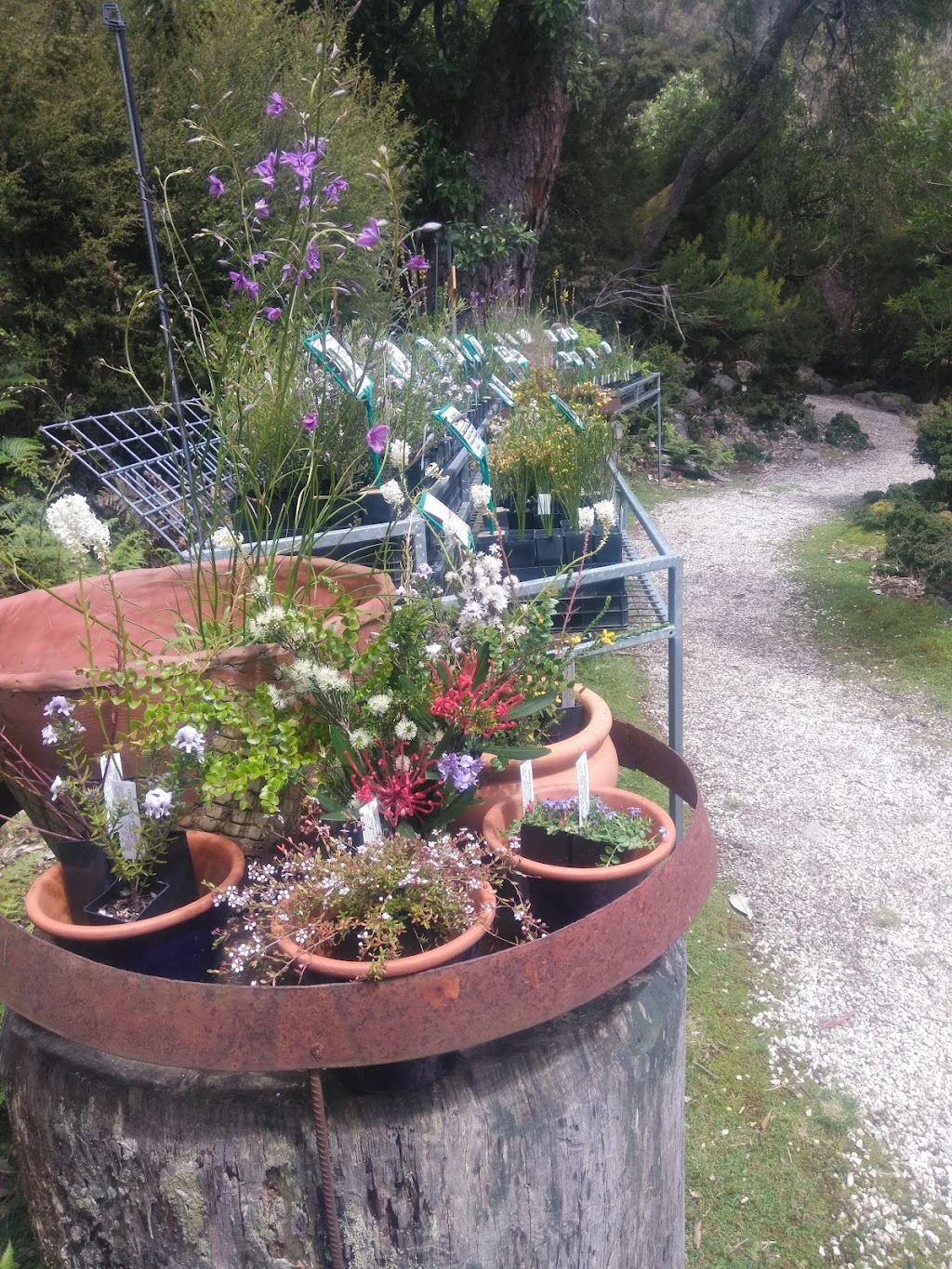 Habitat Plants |  | 240 Jones Rd, Liffey TAS 7301, Australia | 0363973400 OR +61 3 6397 3400