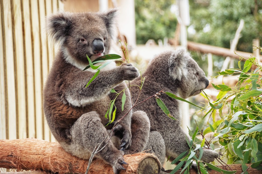 The Camboy Photography | 37 Mullingar Dr, Alfredton VIC 3350, Australia | Phone: 0478 479 552