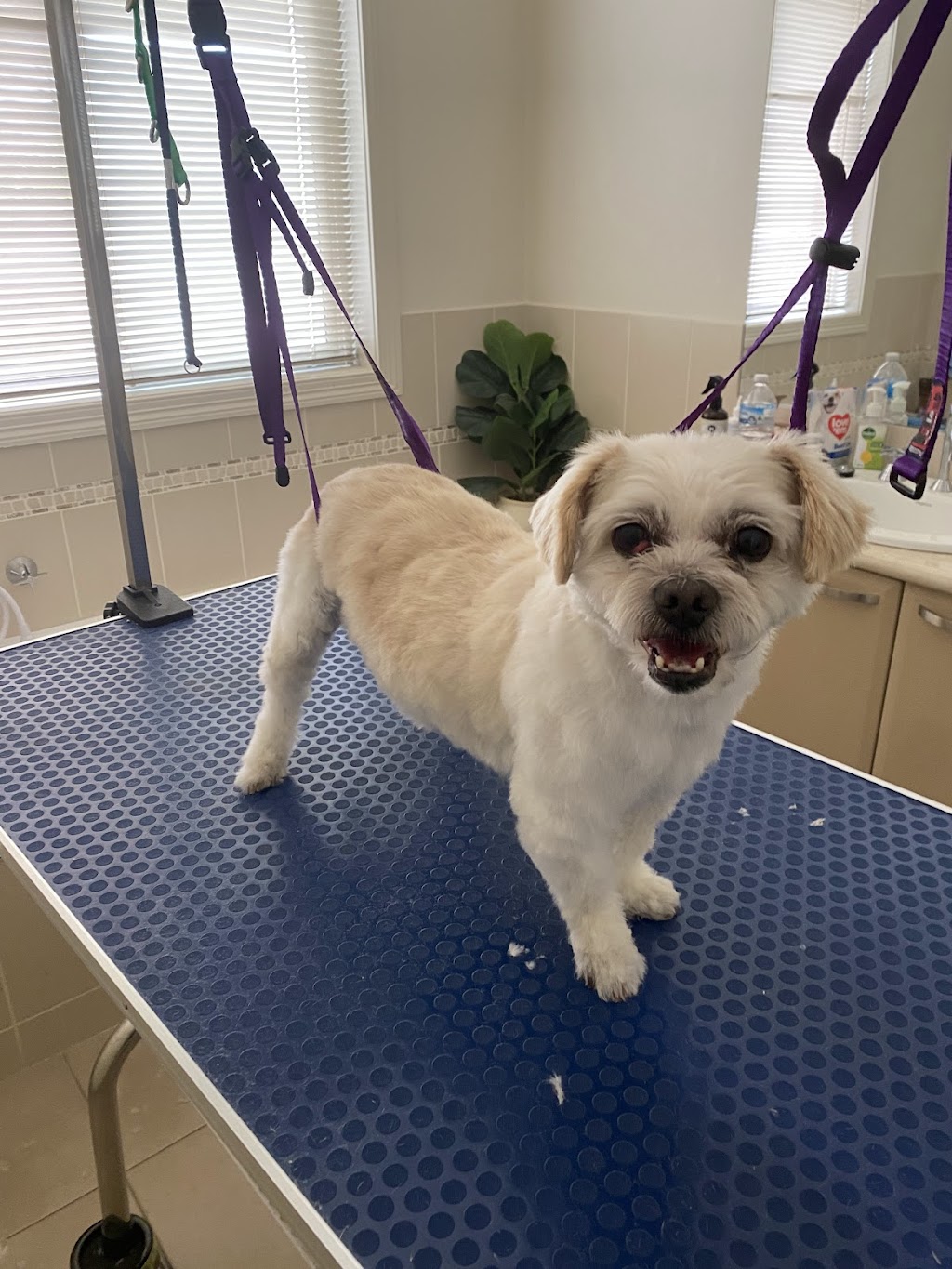 Pope & Doll Pet Grooms | 10 McDonald St, Ararat VIC 3377, Australia | Phone: 0406 486 801