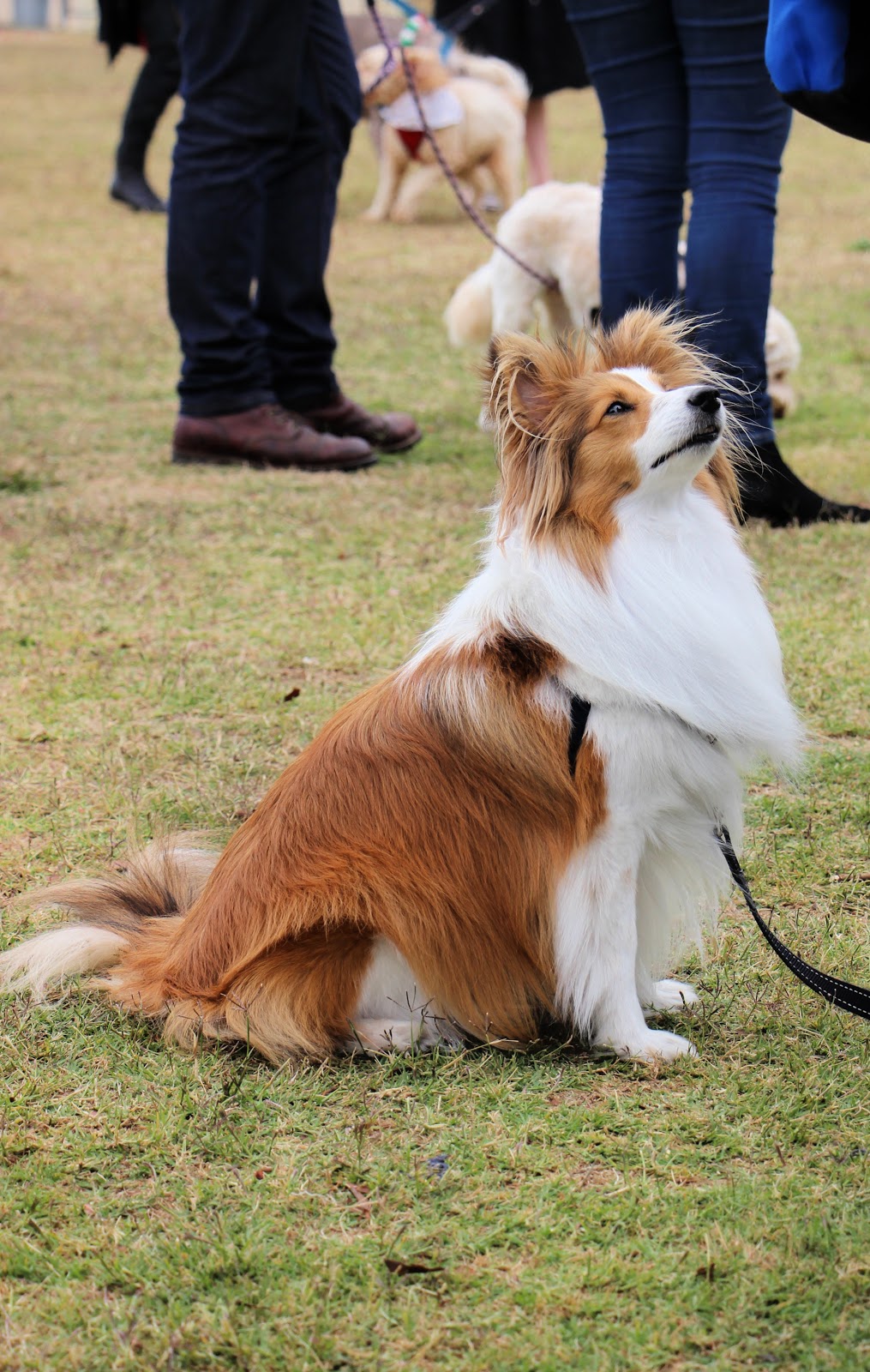 Belconnen Dog Obedience Club |  | 1 Morisset Rd, Mitchell ACT 2912, Australia | 0251050992 OR +61 2 5105 0992