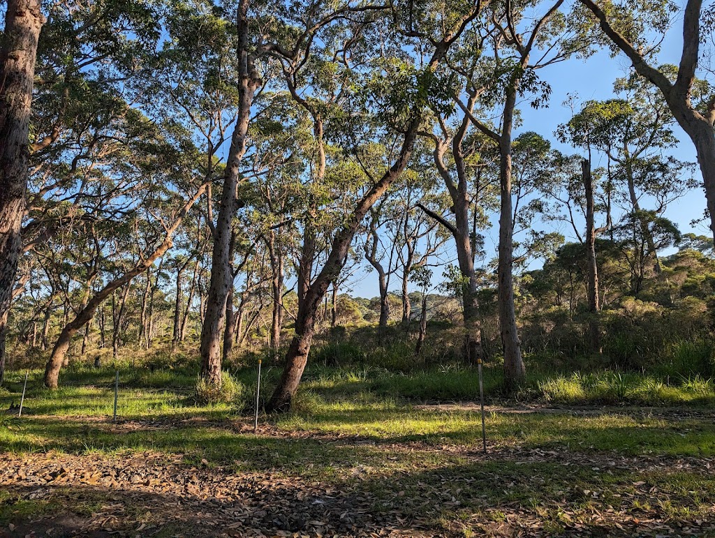 Burrill Pines Bush Camping | Bush Camp Rd, Burrill Lake NSW 2539, Australia | Phone: (02) 4455 1224