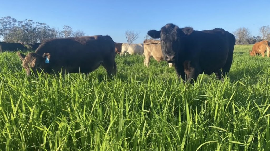 FRESH MEAT SUPPLIES | 75 Kooralgin Upper Yarraman Rd, Kooralgin QLD 4402, Australia | Phone: 0432 068 042