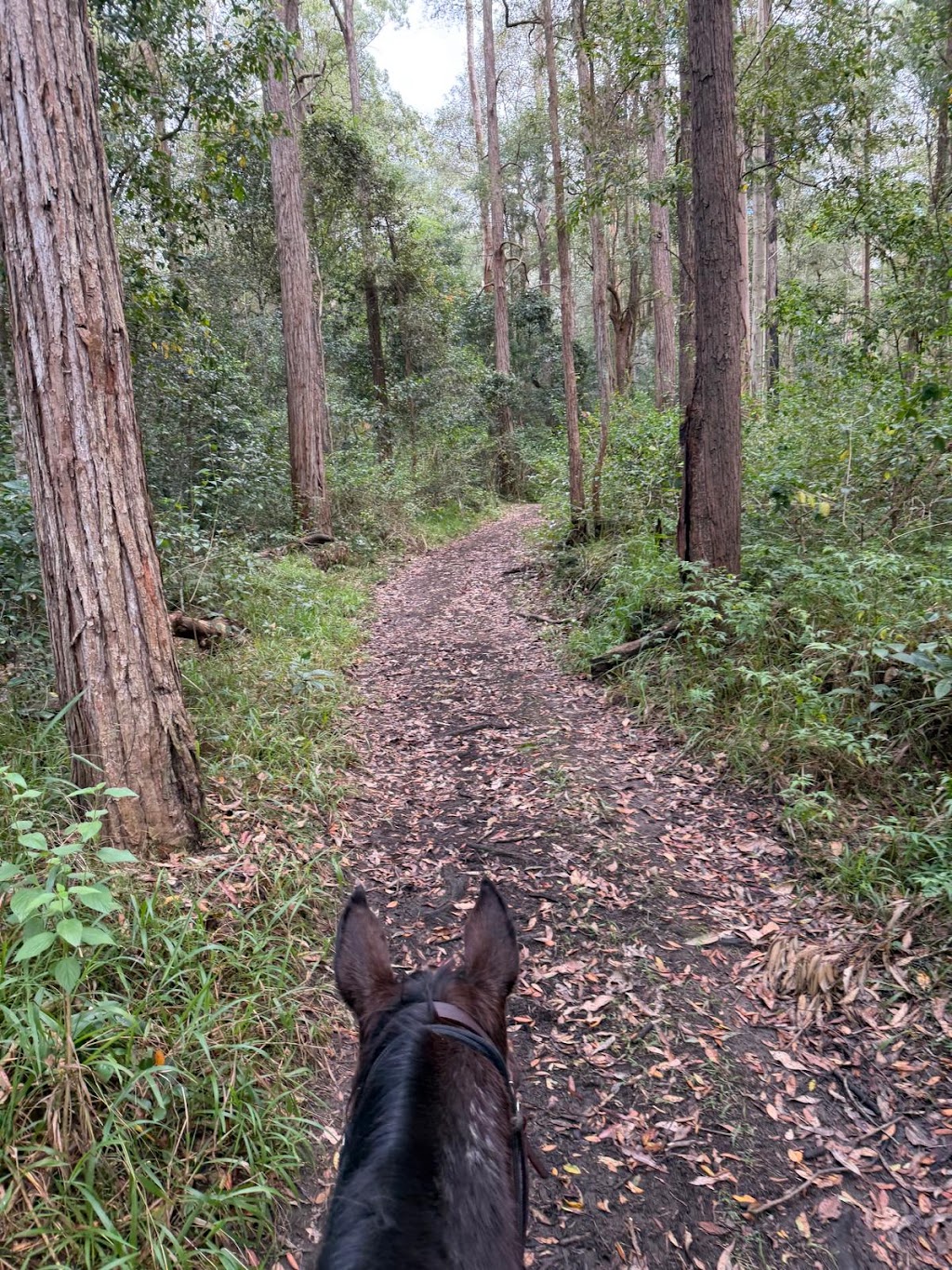 Dezigna Lodge Horsemanship | 1 Nonmus Rd, Stanmore QLD 4514, Australia | Phone: 0429 337 716