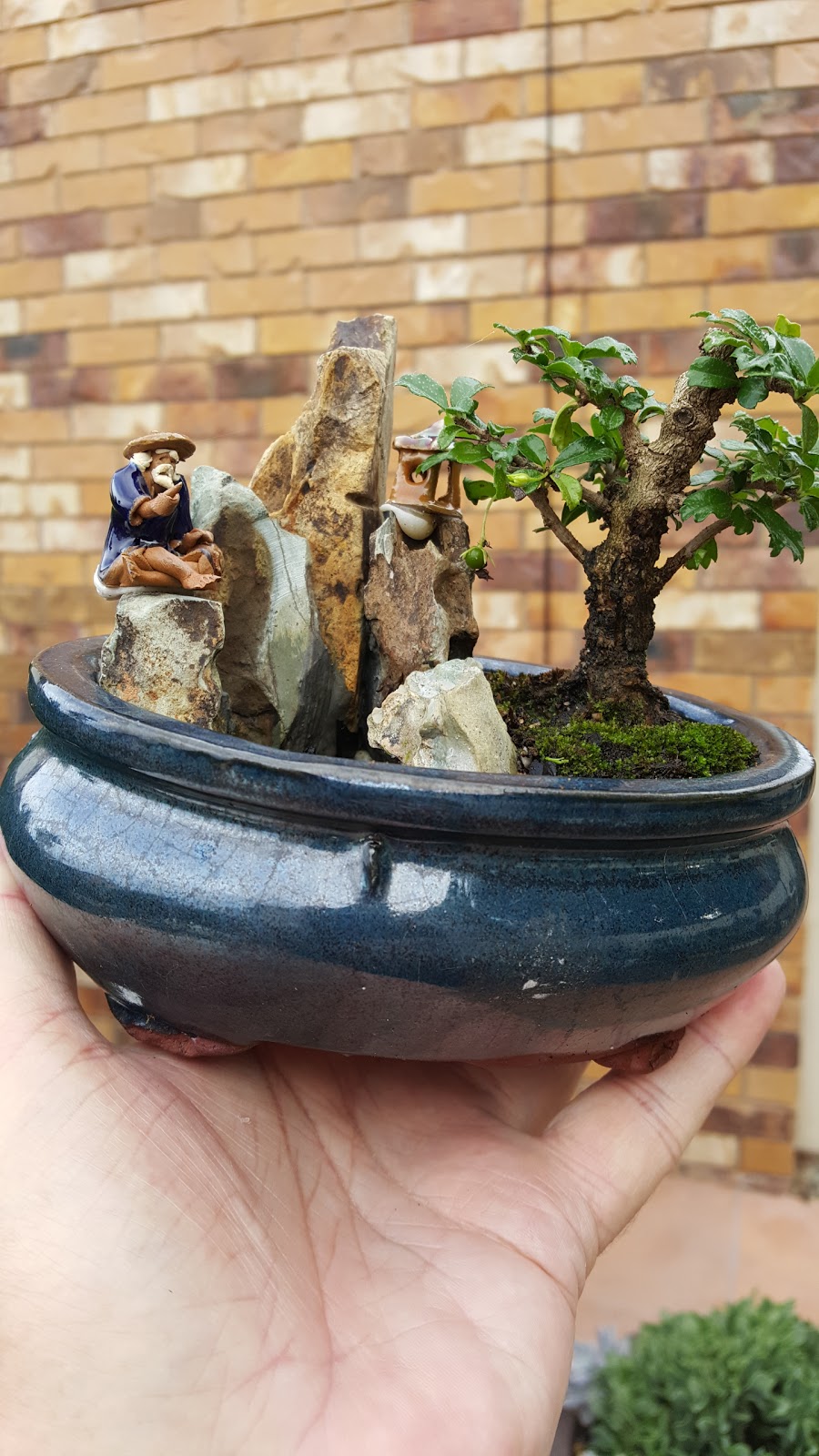 Jade Bonsai Gallery | 10 Pierce Ct, Stretton QLD 4116, Australia | Phone: 0421 376 097