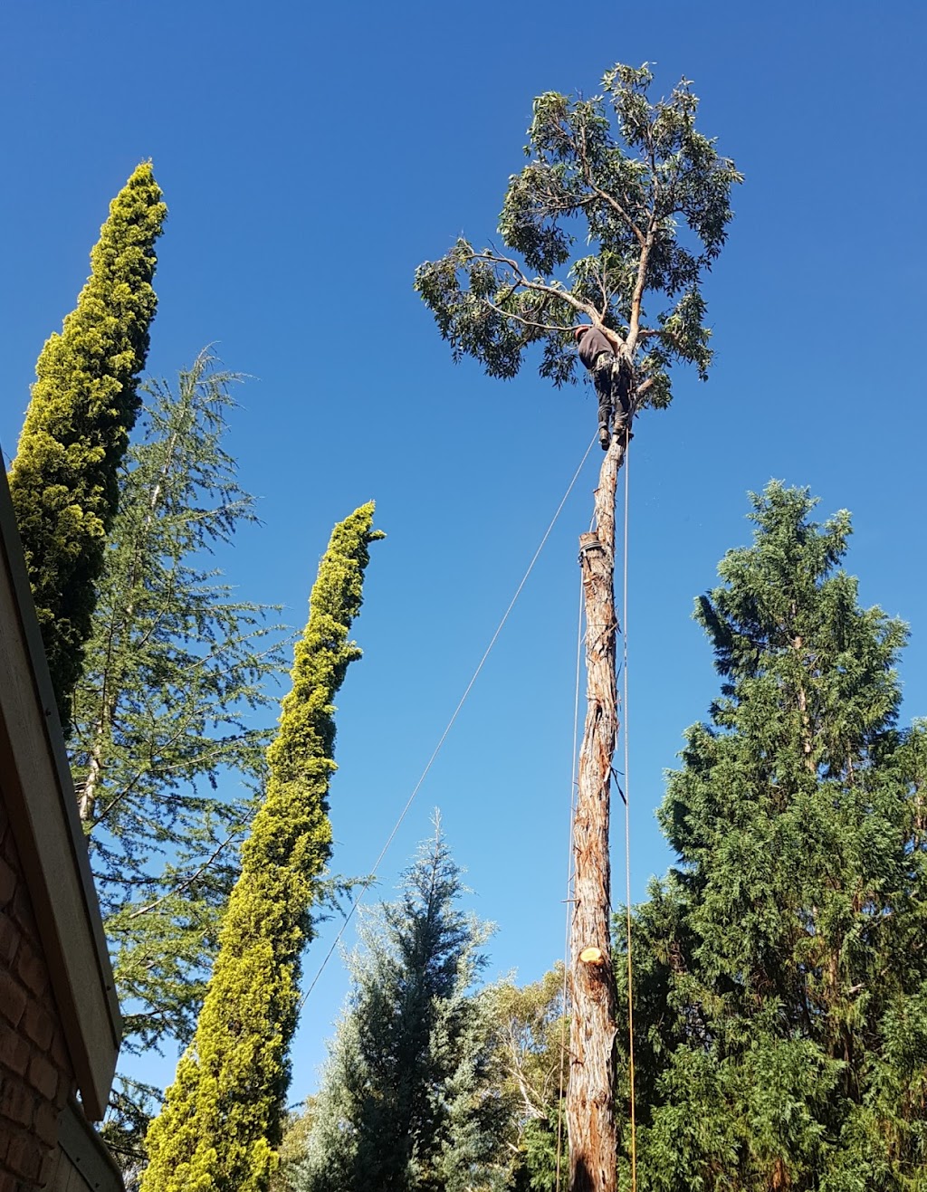 Greg Roberts Trees | 61a First Ave, Katoomba NSW 2780, Australia | Phone: 0419 982 405