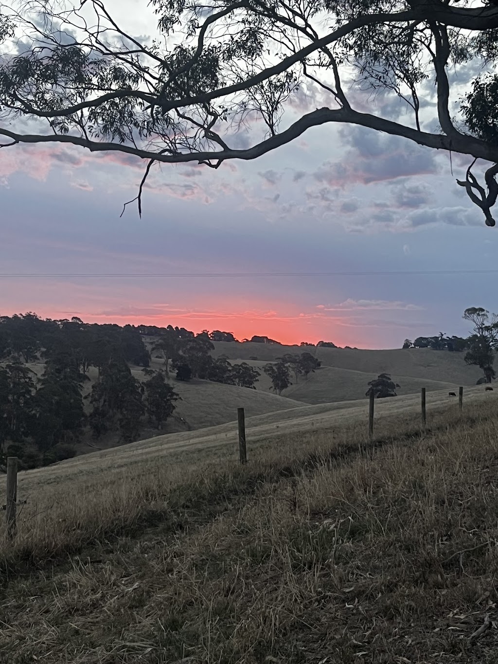 Andco farm | 24 Steele and Youngs Rd, Mardan VIC 3953, Australia | Phone: 0408 180 858
