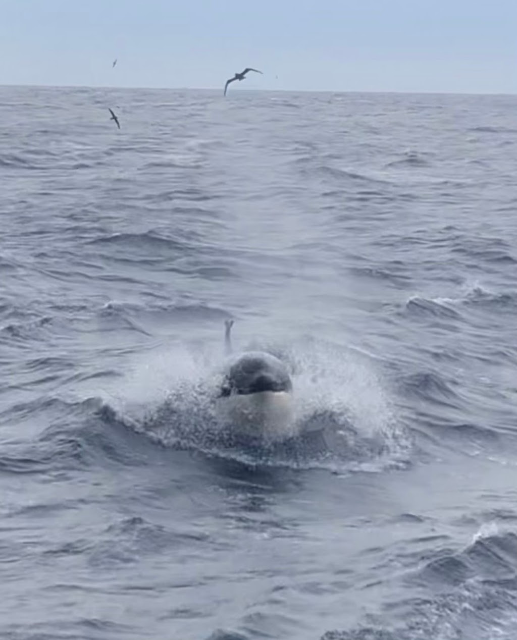 Bremer Bay Killer Whales |  | Swarbrick Rd, Bremer Bay WA 6338, Australia | 1300388893 OR +61 1300 388 893