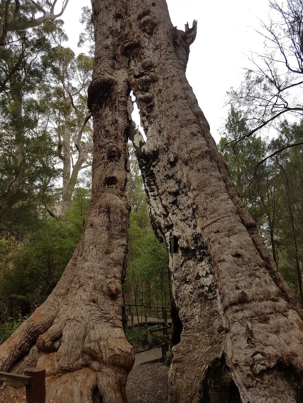 Walpole-Nornalup National Park | park | South Coast Hwy, Walpole WA, Australia | 0898400400 OR +61 8 9840 0400