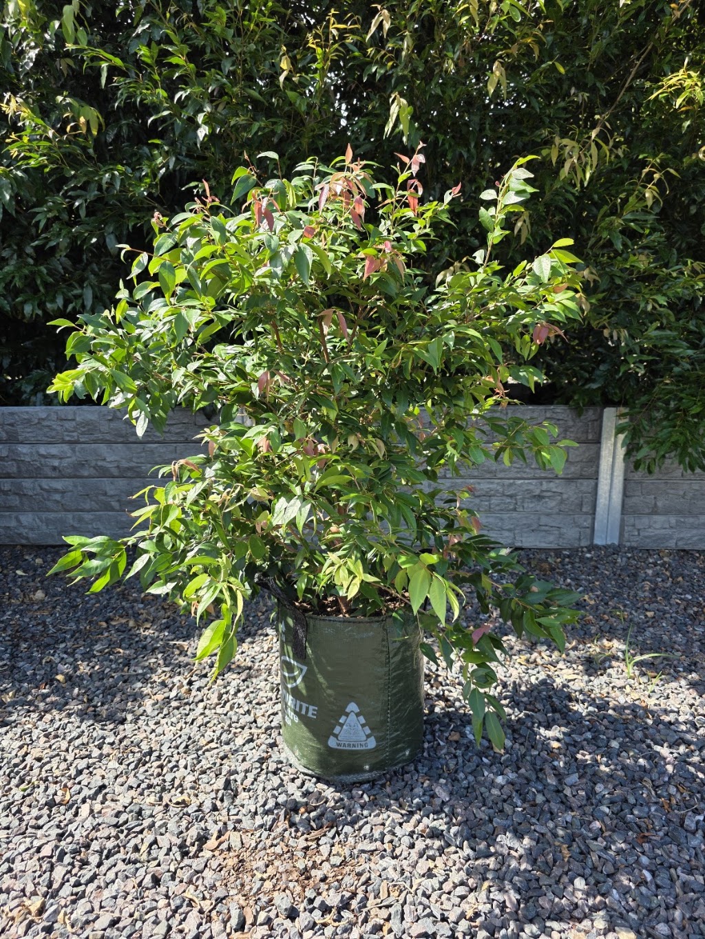 Morts Hort Nursery | 26 Hatchman Ct, Elimbah QLD 4516, Australia | Phone: 0432 453 033