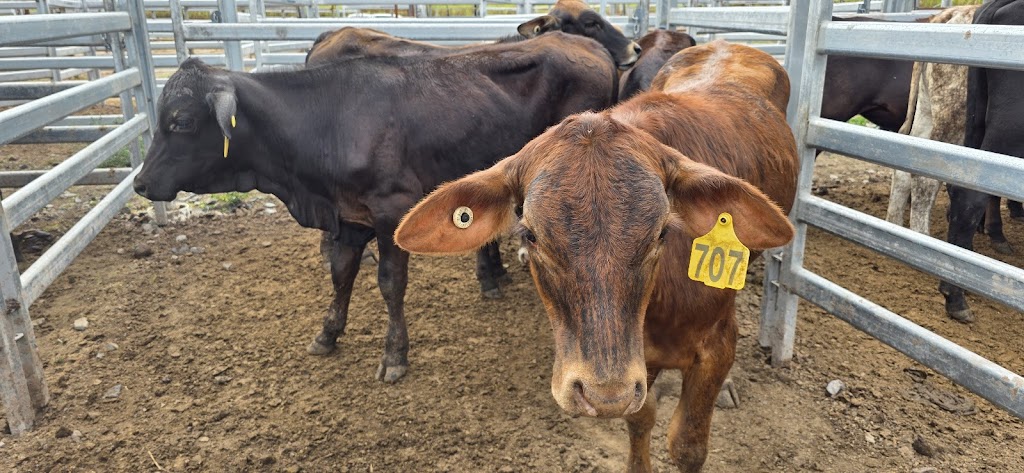 Sarina Showgrounds | 91238 Bruce Hwy, Sarina QLD 4737, Australia | Phone: 0418 737 096