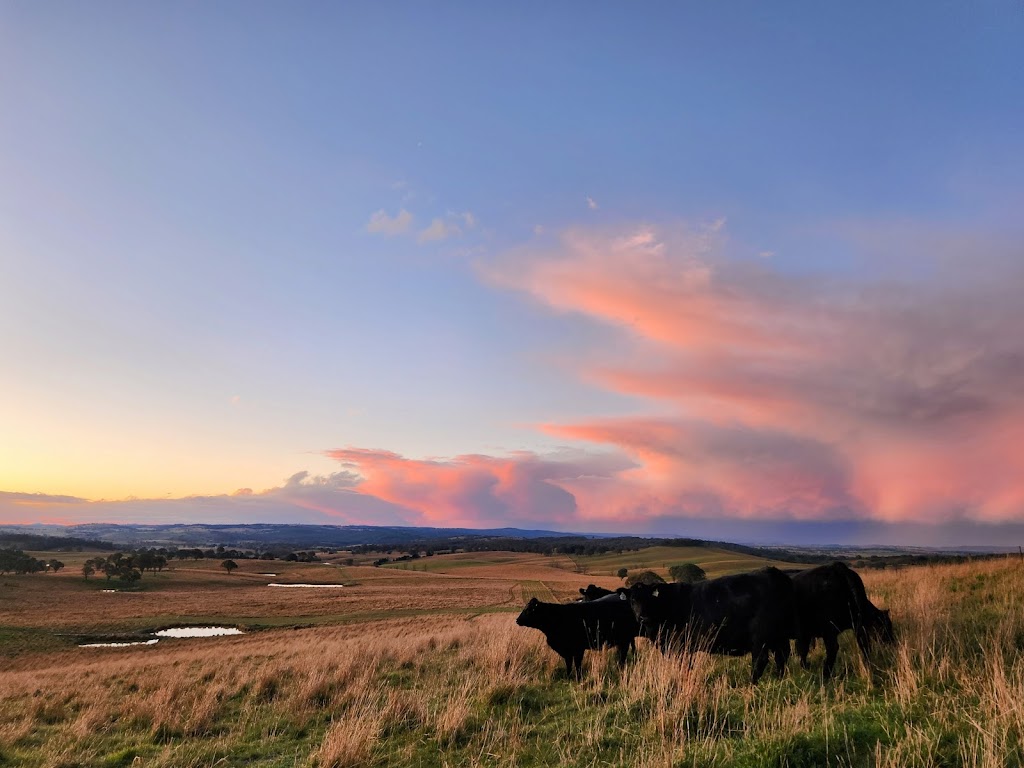 Rosemount Pastoral Newbridge | 137 Bundaleer Rd, Newbridge NSW 2795, Australia | Phone: 0429 900 882