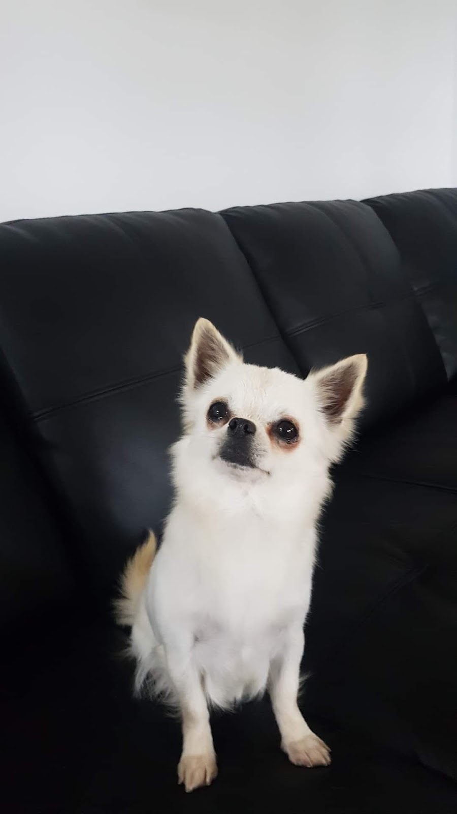 Valhalla Dog Grooming | 26 Rees James Rd, Raymond Terrace NSW 2324, Australia | Phone: 0403 564 188