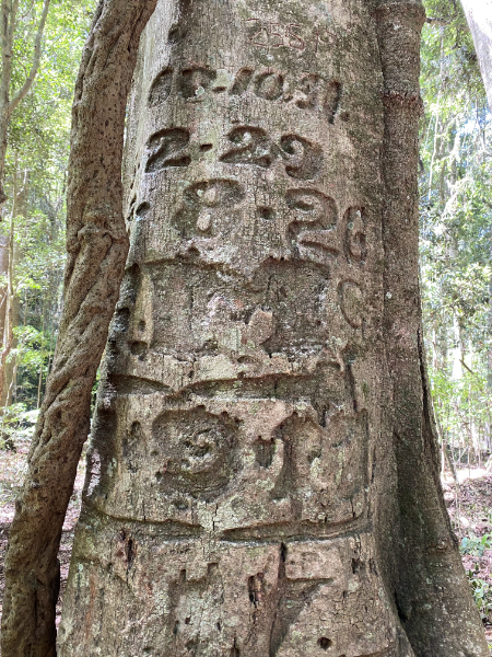 Bunya Mountains Dark Sky Accommodation | lodging | Unit 4 Bunya Ave, Bunya Mountains QLD 4405, Australia