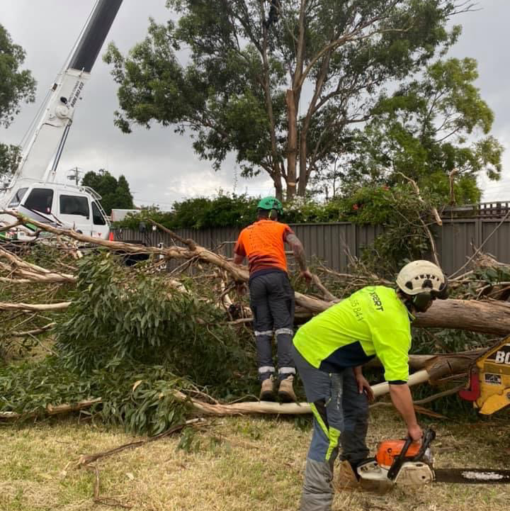 Expert Tree Removal | 19 Scarvell Ave, Mcgraths Hill NSW 2756, Australia | Phone: 0490 365 841