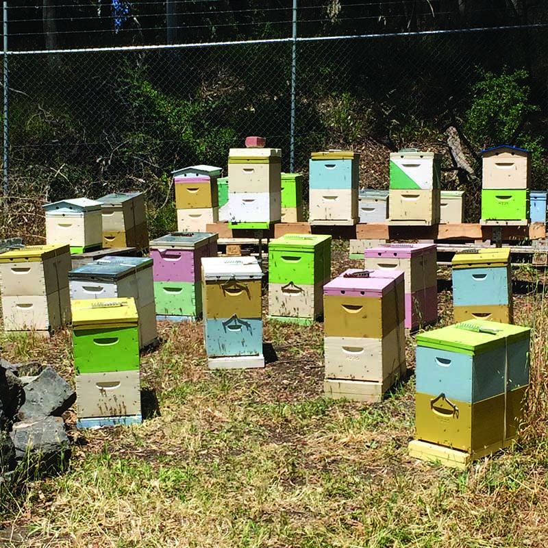 The Practical Beekeeper | pet store | 2 Wingrove St, Alphington VIC 3078, Australia | 0418863884 OR +61 418 863 884