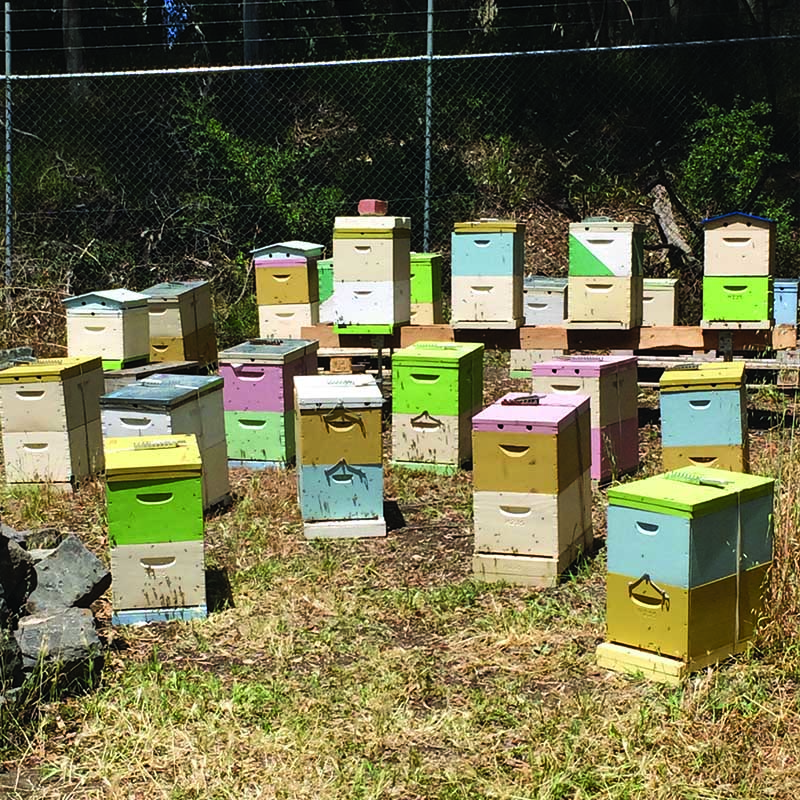 The Practical Beekeeper | 2 Wingrove St, Alphington VIC 3078, Australia | Phone: 0418 863 884