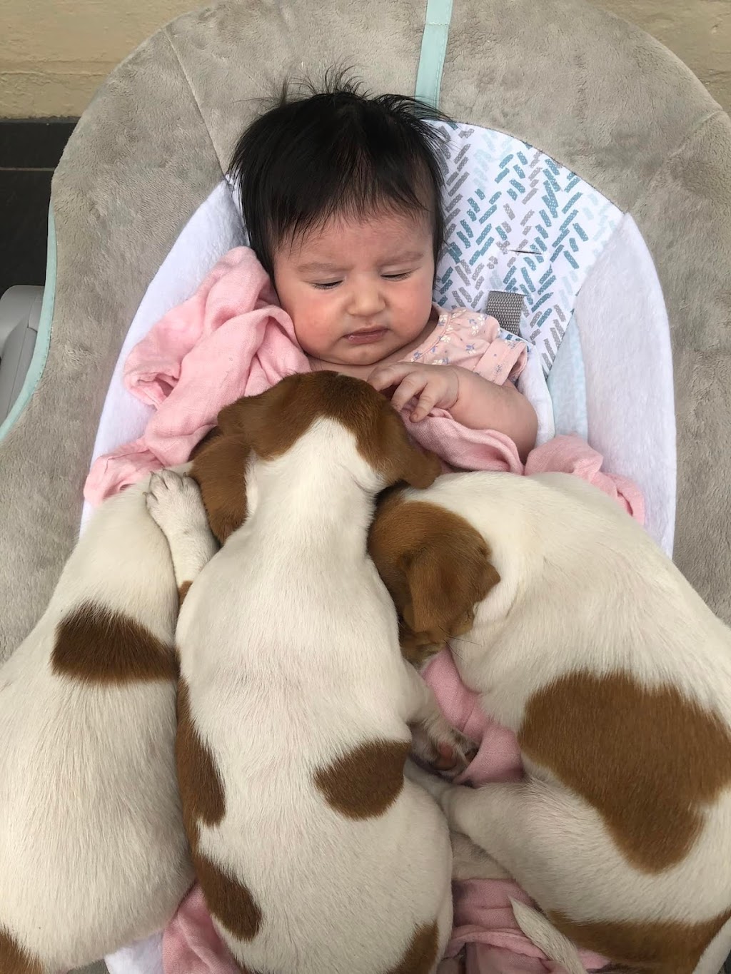 Trained Jack Rusell Terrier Pups | Kodi Cl, Old Bar NSW 2430, Australia | Phone: 0489 995 807