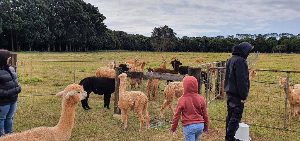 Erwin Alpacas | 444 Gap Rd, Alstonville NSW 2477, Australia | Phone: 0413 069 037