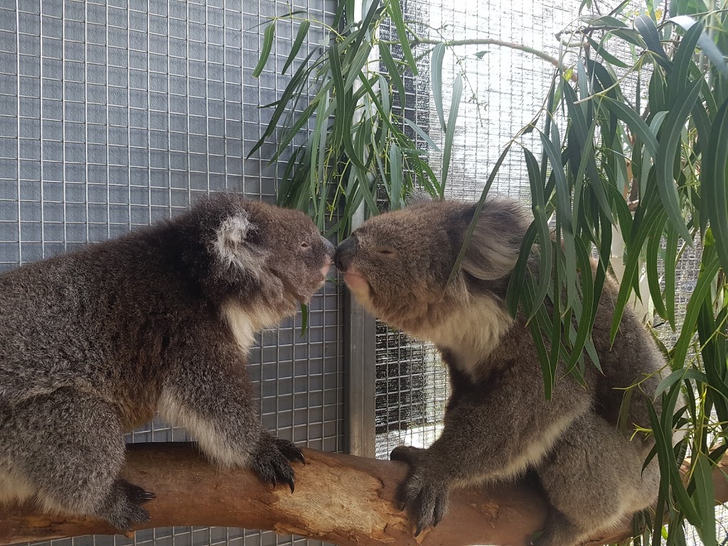 Southern Koala Rescue | 102 Kimbley Rd, Onkaparinga Hills SA 5163, Australia | Phone: 0435 056 252