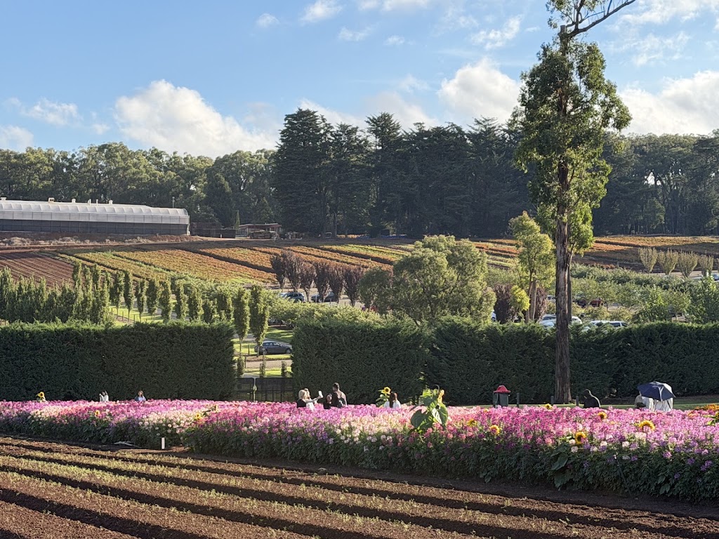 Tesselaar Kabloom Festival | 357 Monbulk Rd, Silvan VIC 3795, Australia | Phone: (03) 9737 7722