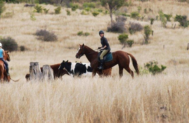 Equathon Horse Riding | travel agency | Esplanade, Noosa North Shore QLD 4565, Australia | 0754742665 OR +61 7 5474 2665