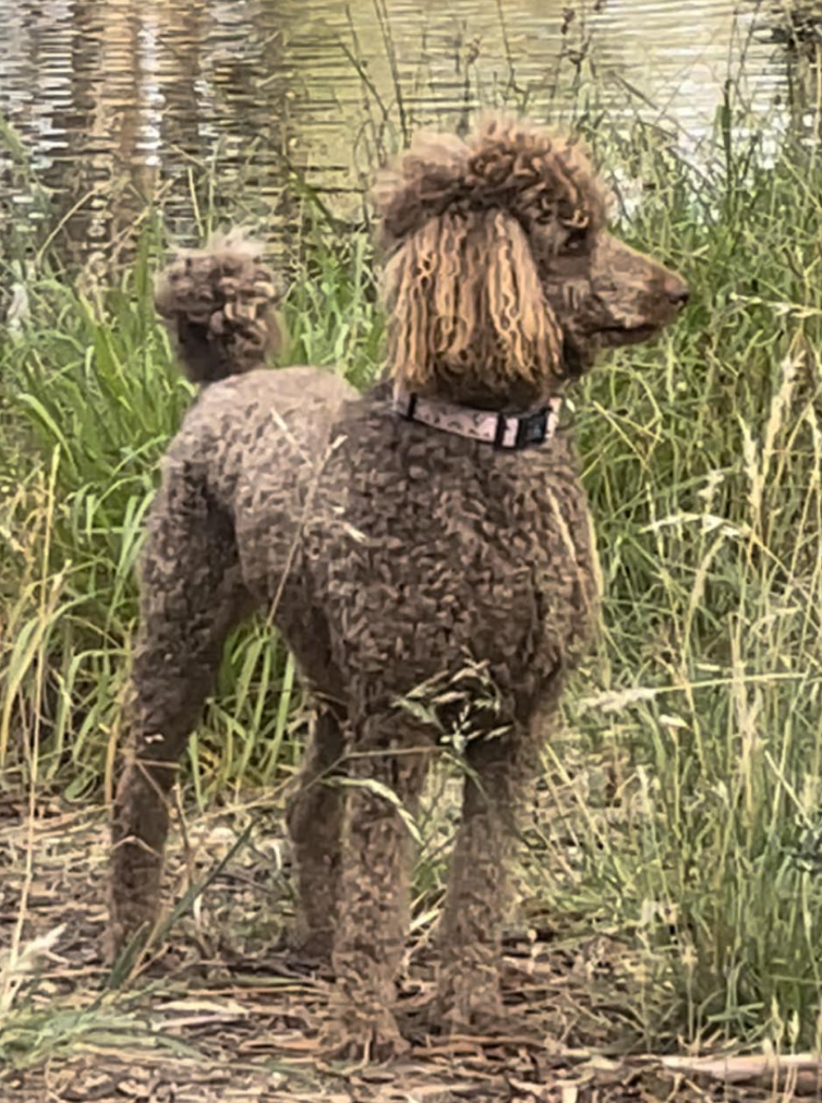 Horses Healing Us | Moora Moora, 93 Howards Ln, Kyabram VIC 3620, Australia | Phone: 0411 576 676