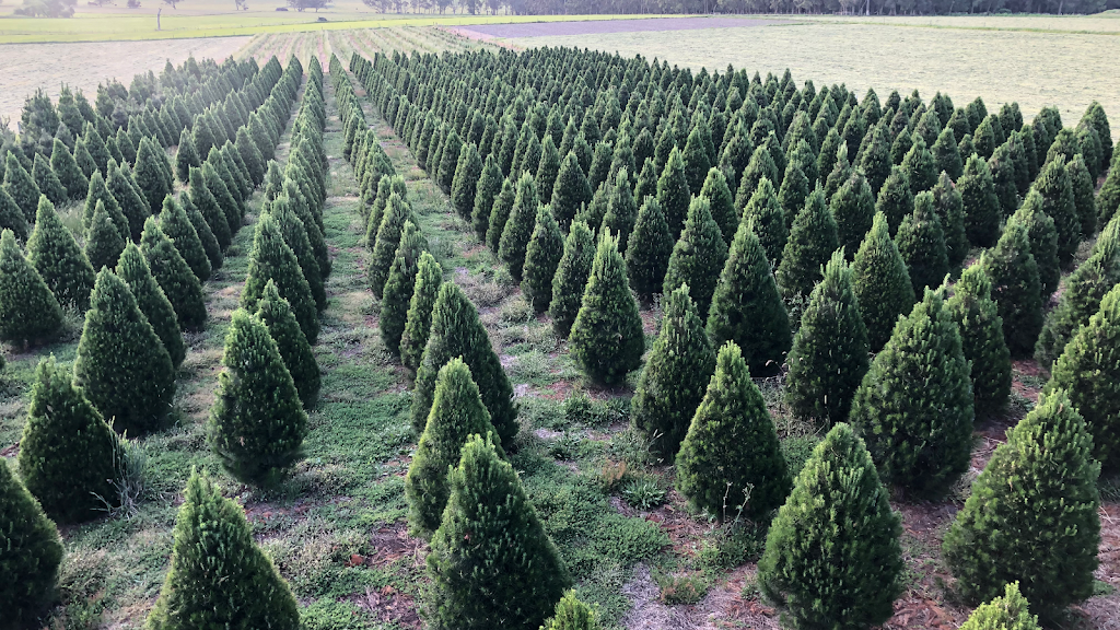 Shady Creek Christmas trees |  | 651 Darnum-Shady Creek Rd, Shady Creek VIC 3821, Australia | 0403675374 OR +61 403 675 374