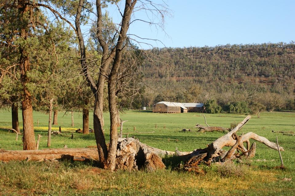 Naradhan Woolshed | Rankin Springs, Naradhan NSW 2669, Australia | Phone: 0428 981 193