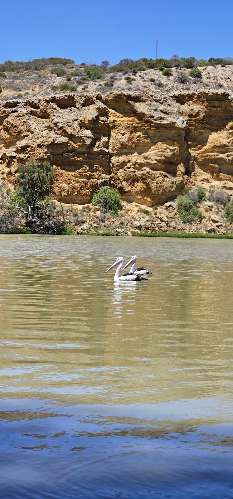 Walker Flat River Reserve | Angas Valley Rd, Walker Flat SA 5238, Australia | Phone: 0432 761 013