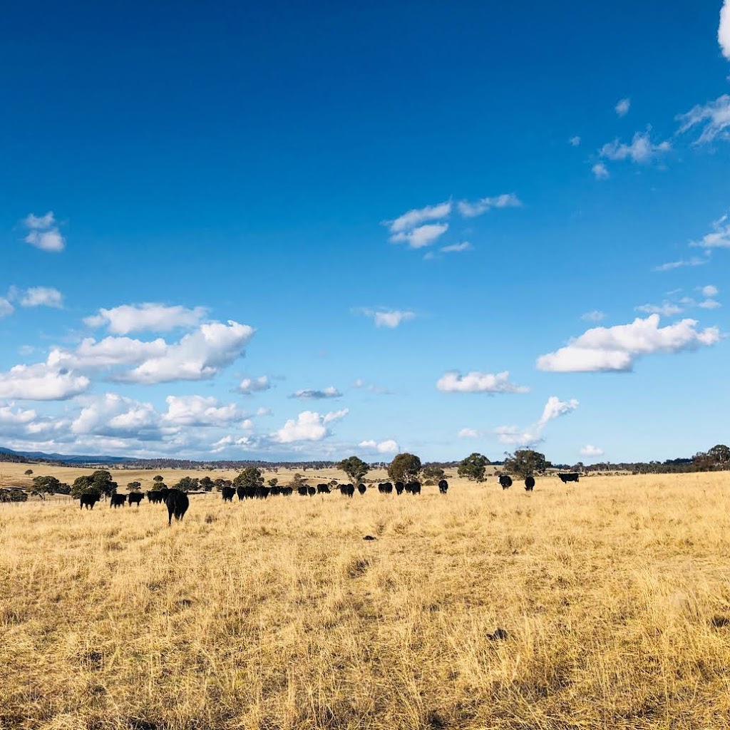 Tarinore Farm - Southern Blue Regenerative | 6 Wollomombi Village Rd, Wollomombi NSW 2350, Australia | Phone: 0414 618 350