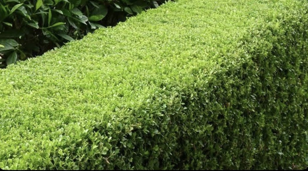 GREEN SCENE GREEN DREAM | William St, Kilcoy QLD 4515, Australia | Phone: 0466 804 696