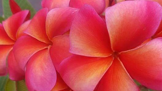 Frangipani Heaven | store | 2082 Wanneroo Rd, Neerabup WA 6031, Australia | 0481290009 OR +61 481 290 009