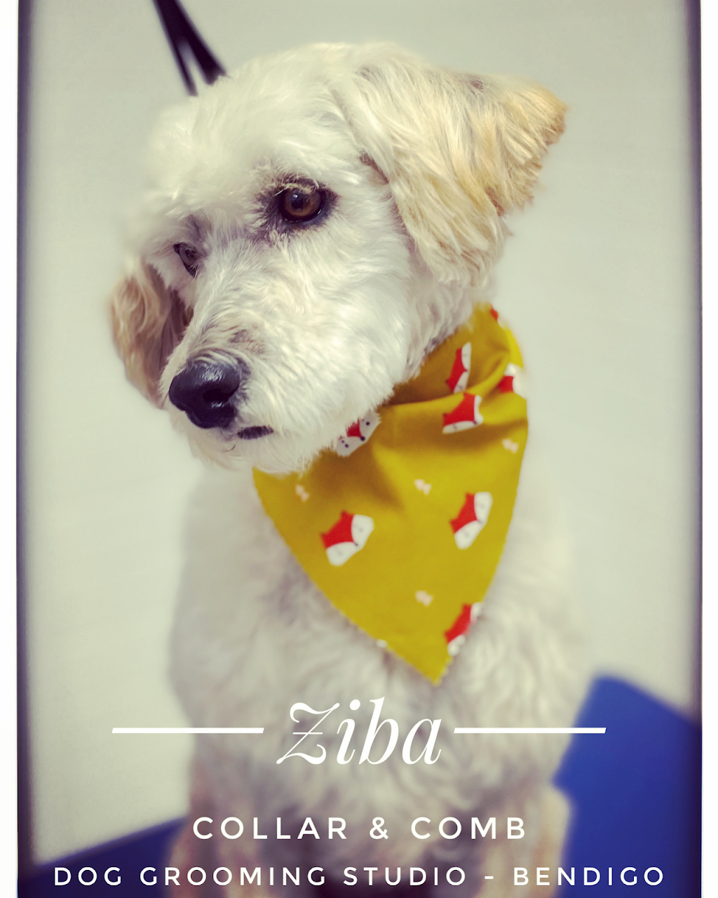 Collar & Comb Dog Grooming Studio | 8B Benjamin Ct, Bendigo VIC 3550, Australia | Phone: 0418 299 172