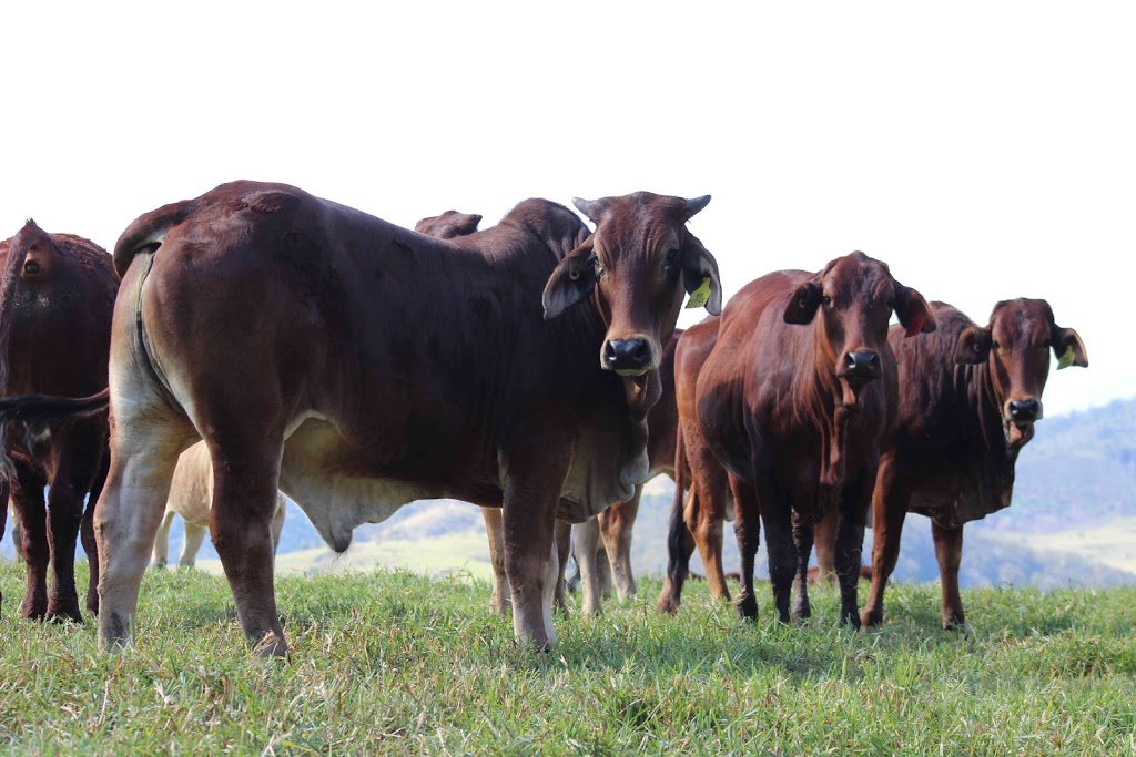 Running Creek Beef | food | 1464 Running Creek Rd, Running Creek QLD 4287, Australia | 0448844455 OR +61 448 844 455